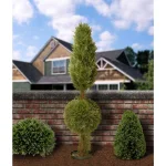 National Tree Company 5 ft. Artificial Juniper Cone and Ball Topiary Tree in Green Plastic Pot thumbnail 3