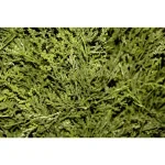 National Tree Company 5 ft. Artificial Juniper Cone and Ball Topiary Tree in Green Plastic Pot thumbnail 2