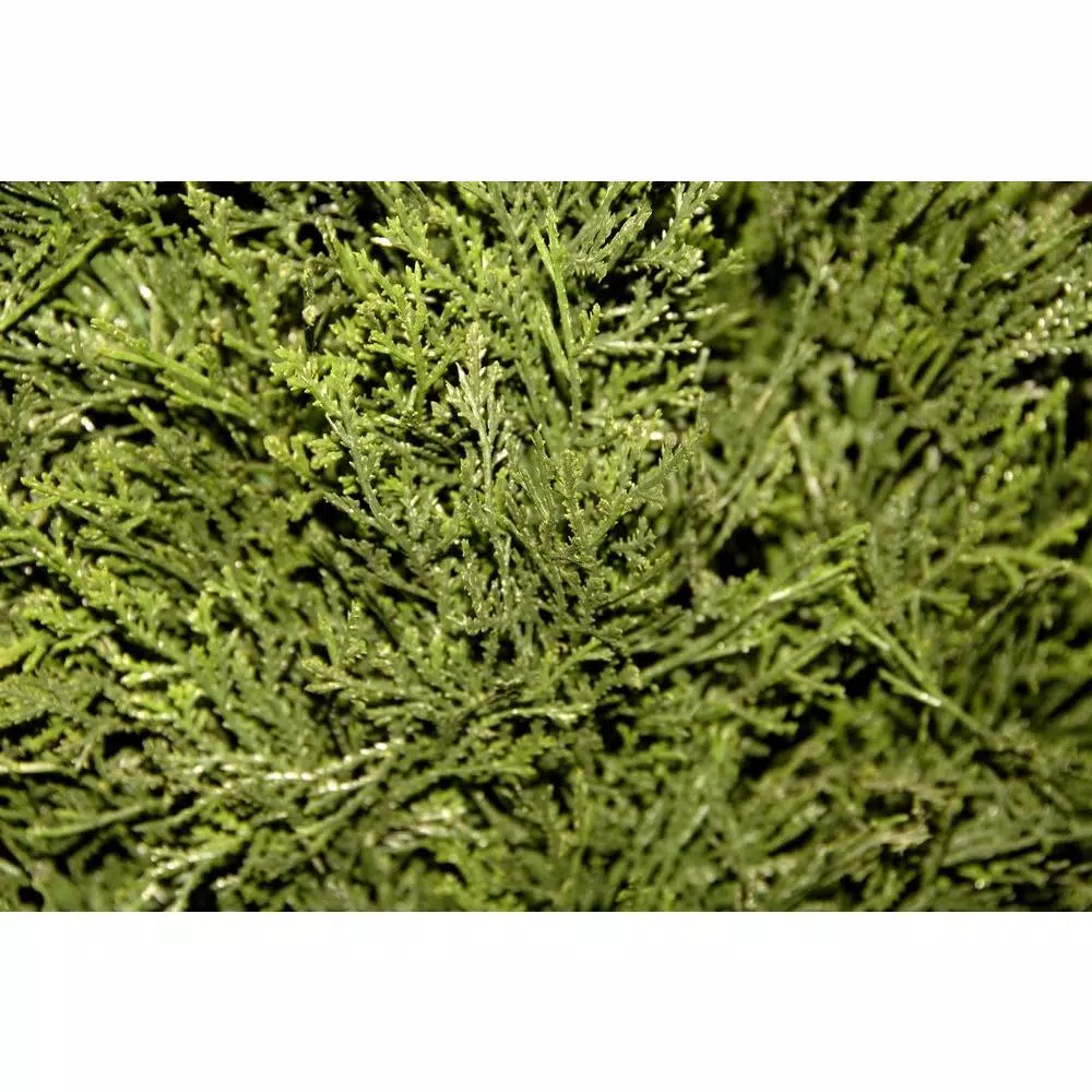 National Tree Company 5 ft. Artificial Juniper Cone and Ball Topiary Tree in Green Plastic Pot