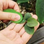 Cyber Clean LeafCare Indoor Plant Cleaner & Nourishment - 5.64 oz thumbnail 4