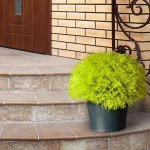 National Tree Company 15 in. Golden Juniper Bush with Green Pot - Artificial Evergreen Plant thumbnail 2