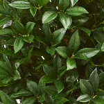 Nearly Natural 4 ft. Artificial Bay Leaf Topiary Tree - UV-Resistant Indoor/Outdoor Silk Plant thumbnail 3