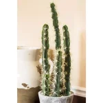 Nearly Natural Decorative Tall Cactus Collection with Modern Cement Planter and White River Rocks thumbnail 5