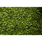 National Tree Company 30 in. Artificial Boxwood Tree in Dark Green Round Plastic Urn thumbnail 2