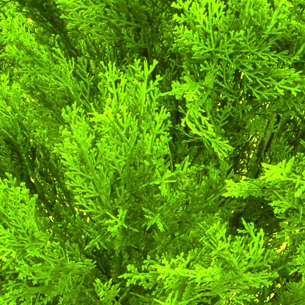 National Tree Company 15 in. Golden Juniper Bush with Green Pot - Artificial Evergreen Plant