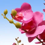 National Tree Company 17.32 in. Pink Silk Orchid Floral Arrangement in Black Ceramic Pot thumbnail 4
