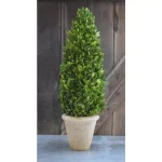 Unbranded 25 in. Preserved Boxwood Cone Topiary in White Washed Terracotta Stone Pot thumbnail 1