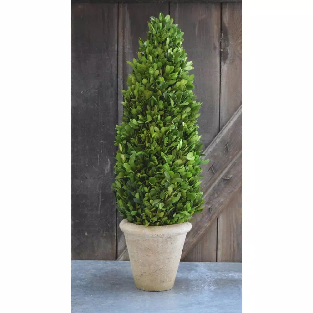 Unbranded 25 in. Preserved Boxwood Cone Topiary in White Washed Terracotta Stone Pot