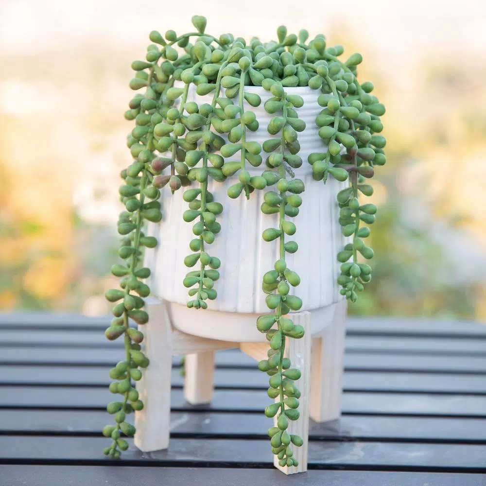 Flora Bunda 10 in. Faux Donkey Tail Succulent in White Ceramic Planter with Wood Stand