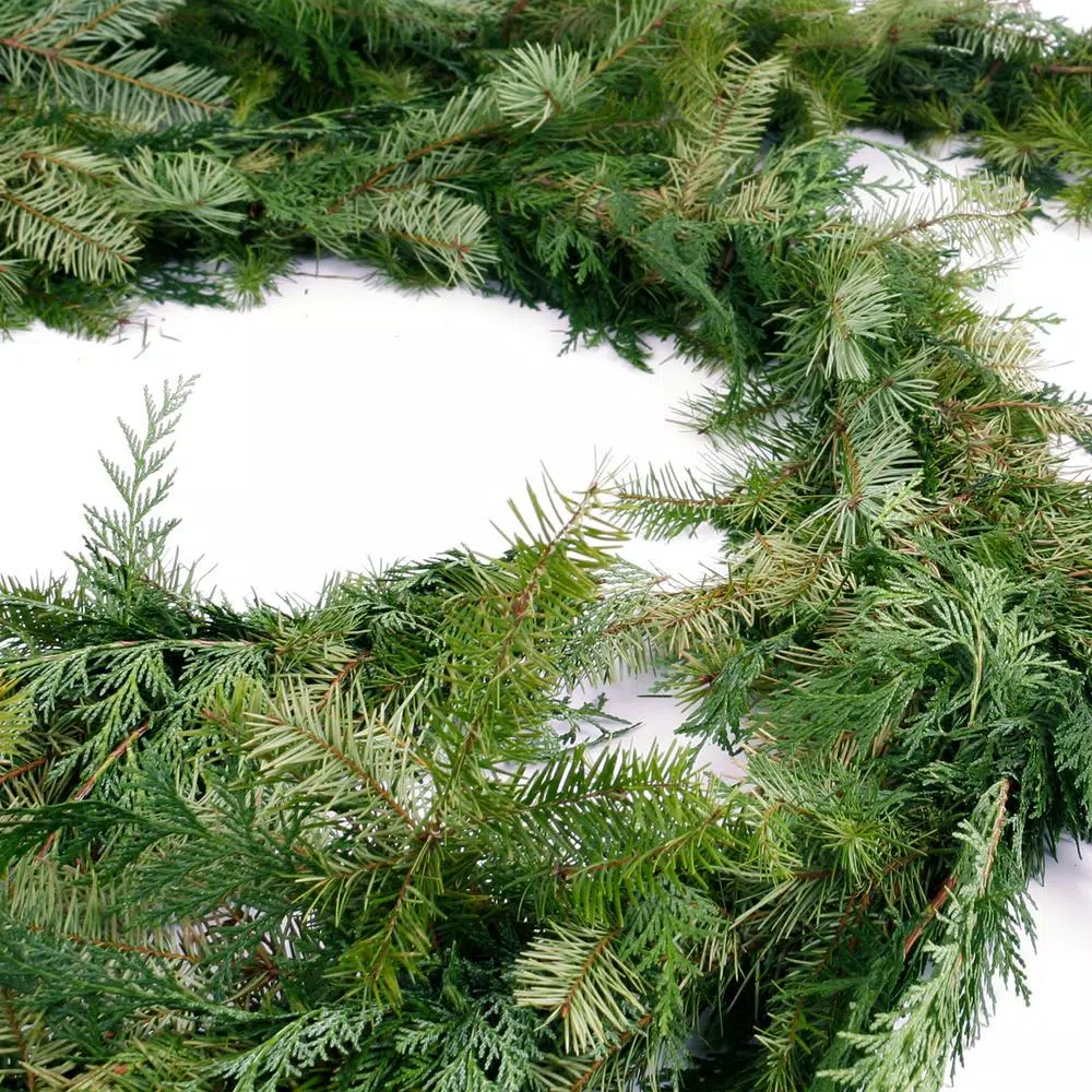 VAN ZYVERDEN 15 ft. Fresh Cut Pacific Northwest Douglas Fir and Western Red Cedar Mix Coil Garland