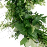 VAN ZYVERDEN 6 ft. Fresh Cut Pacific Northwest Deluxe Evergreen Holiday Garland Mix Coil Runner thumbnail 4