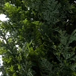 Pure Garden 72 in. Artificial Cedar Topiary with 9 in. Planter Pot thumbnail 3