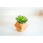 Flora Bunda Set of 2 Faux Succulents in Hand-Crafted Geometric Wood Planters, 4.5 in. thumbnail 6