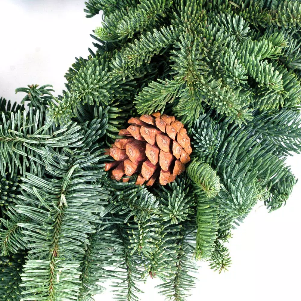 VAN ZYVERDEN 16 in. Live Fresh Cut Pacific Northwest Noble Fir Christmas Wreath with Pine Cones