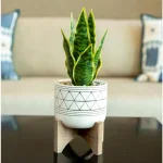 Flora Bunda 12 in. Artificial Snake Plant in White Ceramic GEO Pattern Pot with Wood Stand thumbnail 3