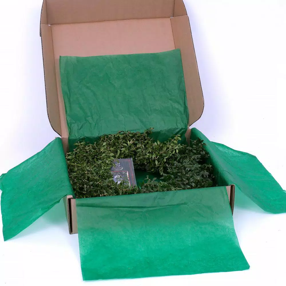 VAN ZYVERDEN 22 in. Live Fresh Cut Blue Ridge Mountain Boxwood Christmas Wreath