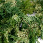 VAN ZYVERDEN 25 ft. Fresh Cut Pacific Northwest Douglas Fir and Western Red Cedar Mix Coil Garland thumbnail 4