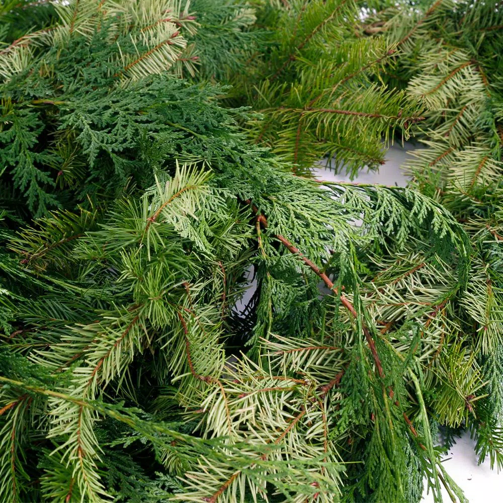 VAN ZYVERDEN 25 ft. Fresh Cut Pacific Northwest Douglas Fir and Western Red Cedar Mix Coil Garland