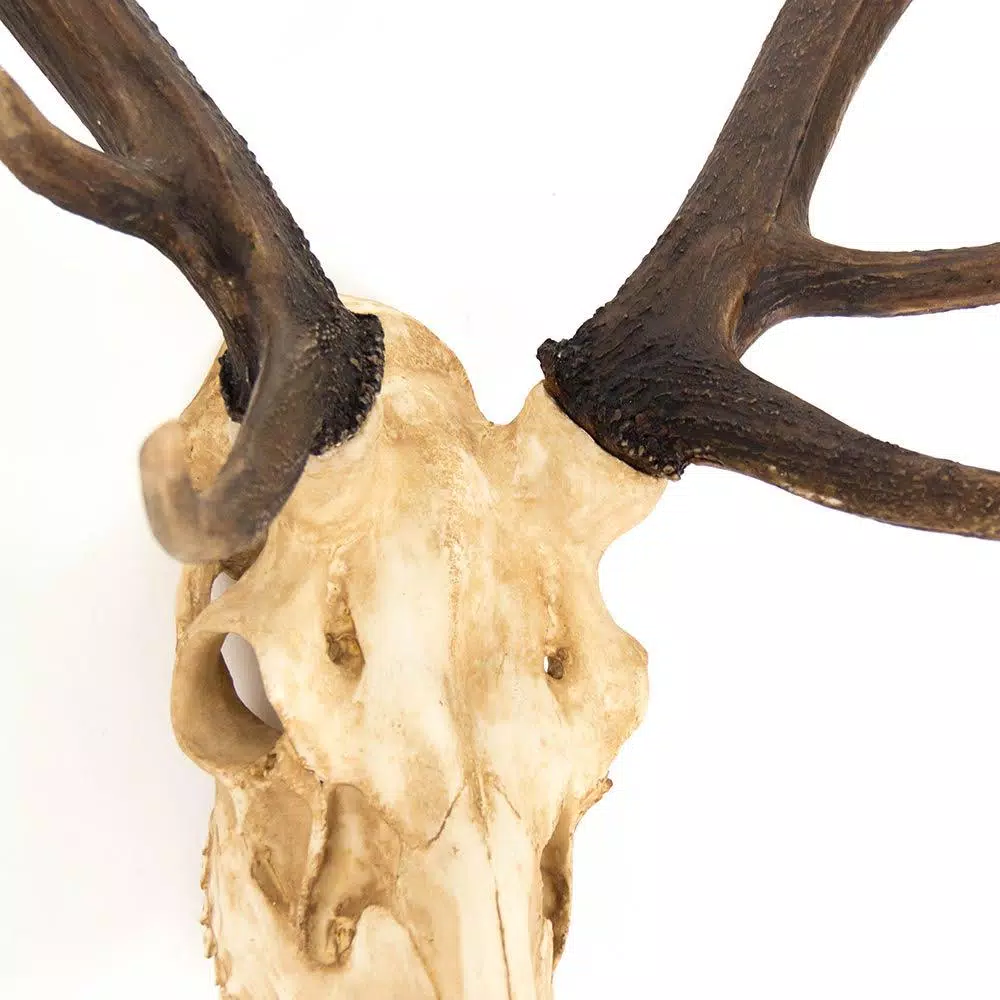 Zentique Polyresin Off-White and Ombre Brown Antler Deer Skull Sculpture