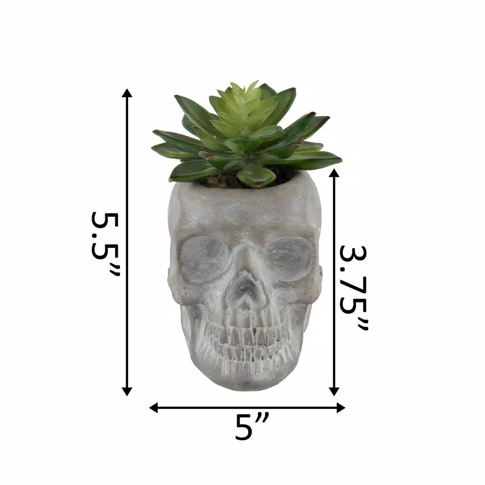 Flora Bunda 5 in. Halloween Sugar Skull Artificial Succulent Planter in Gray Cement