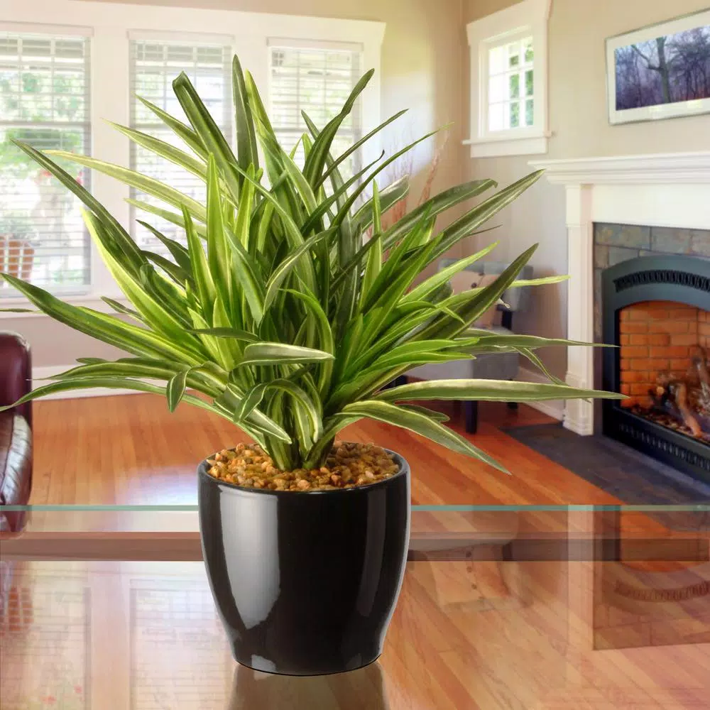 National Tree Company 10.5 in. Artificial Mini Dracaena Plant in Gloss Black Ceramic Pot